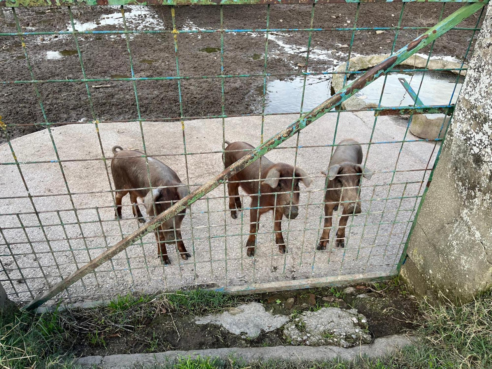 Ferienhaus Bico De Rodas Un Lujo Rural *